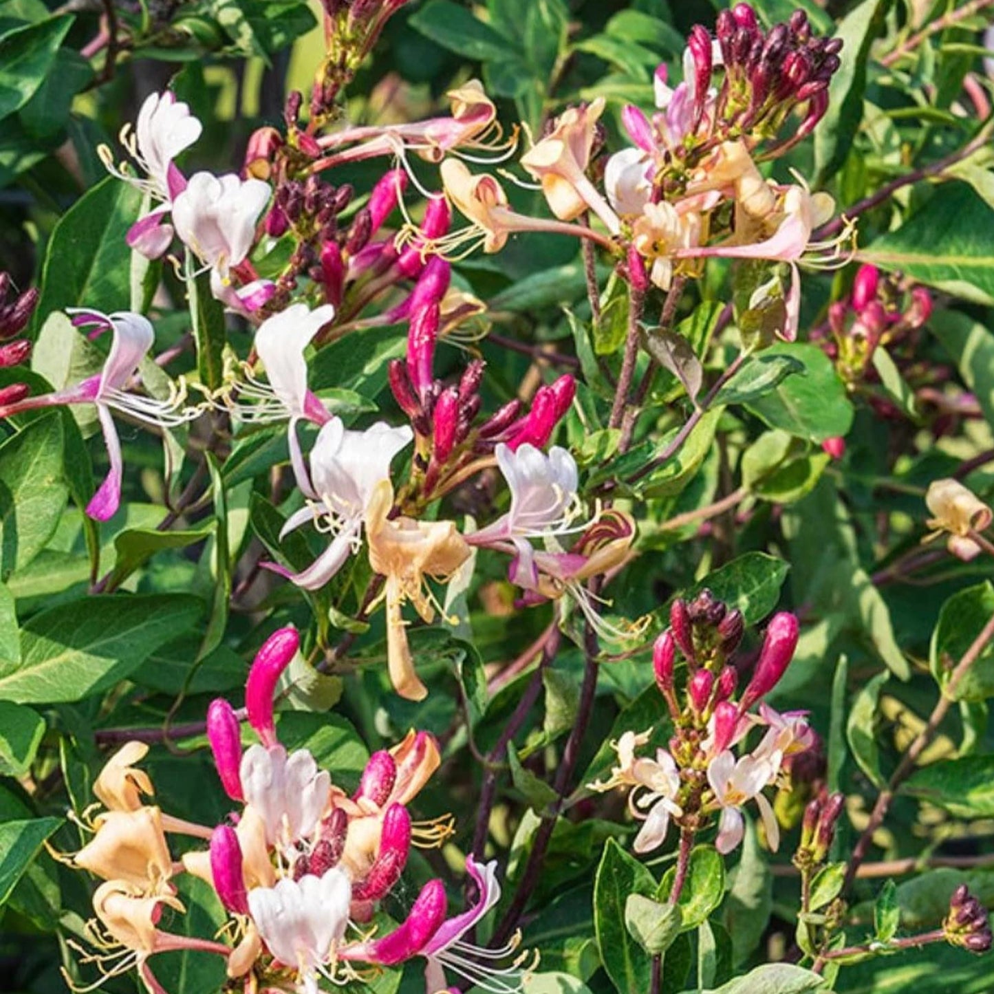 Purple Leaf Honeysuckle - Staked - 5 Gallon - #285