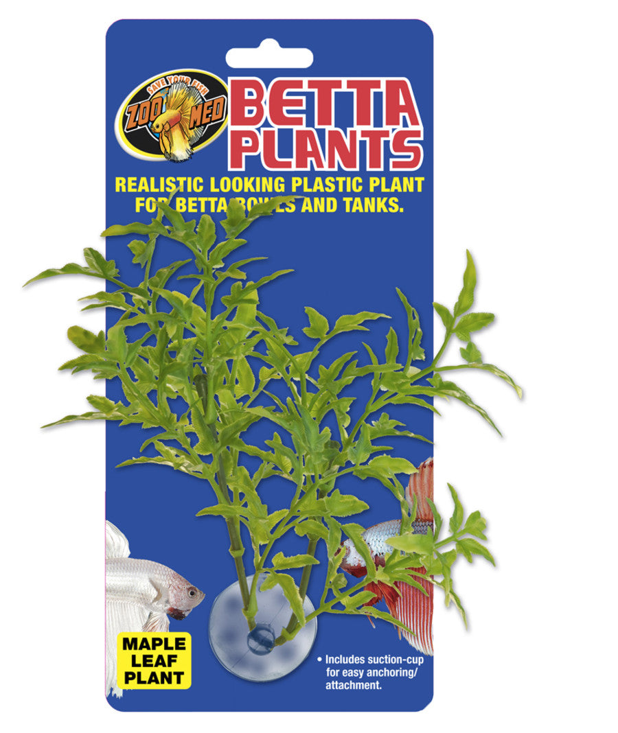 Maple Leaf Plant Betta Plants - #32744