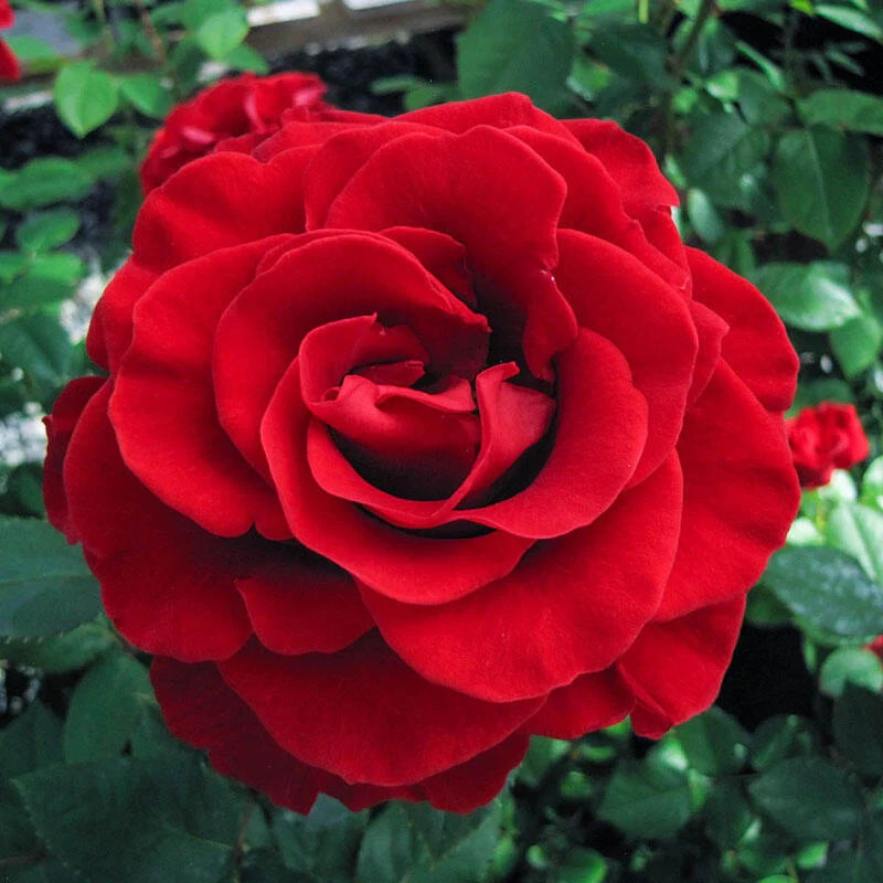 Rose Firefighter - Hybrid Tea - TNP - #25002