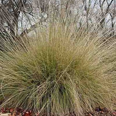 Deer Grass - 1 Gallon - #365