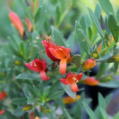 Emu Bush 'Winter Blaze' - 1 Gallon - #32105