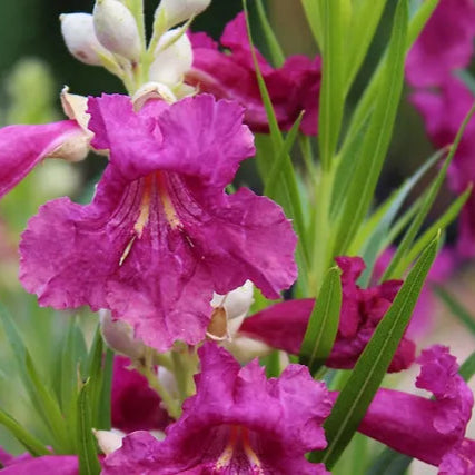 Sweet Bubba Desert Willow - 15 Gallon - #32074