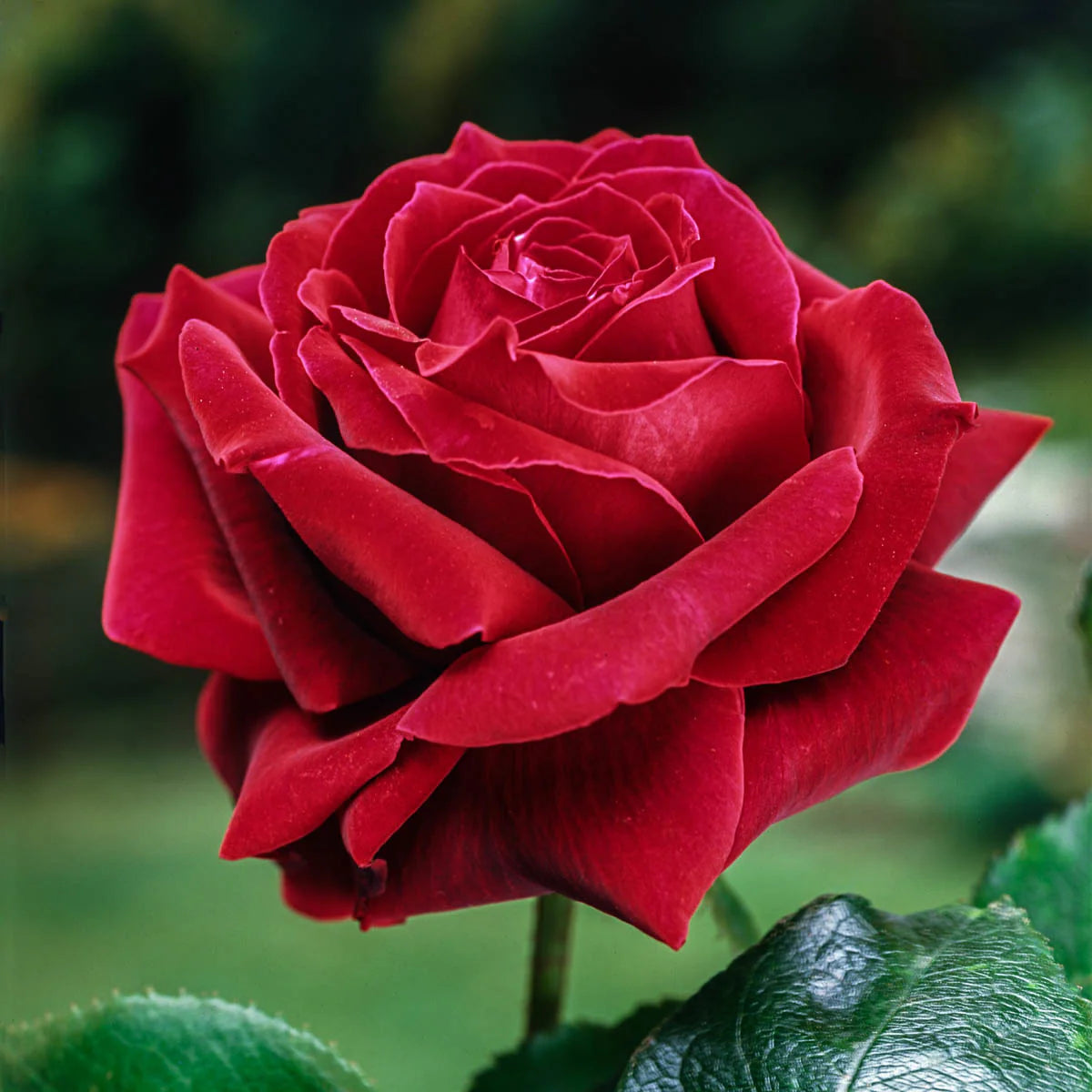 Rose Mister Lincoln - Hybrid Tea - TNP - #25009