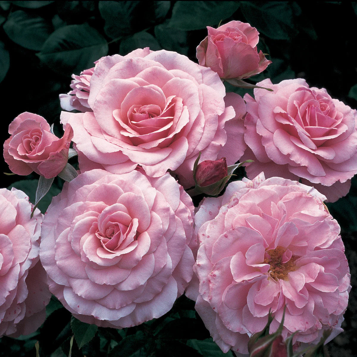 Rose Sexy Rexy - Floribunda - TNP - #27804