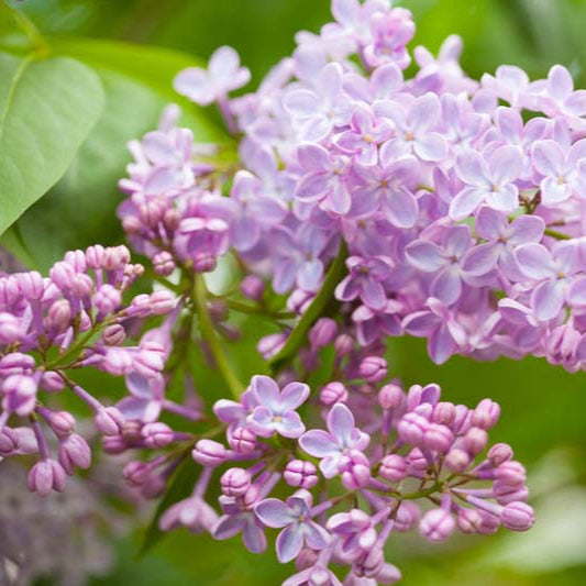 Lilac 'Common' - 15 Gallon - #31206