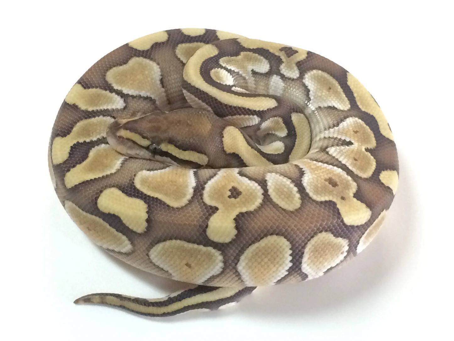 Butter Ball Python