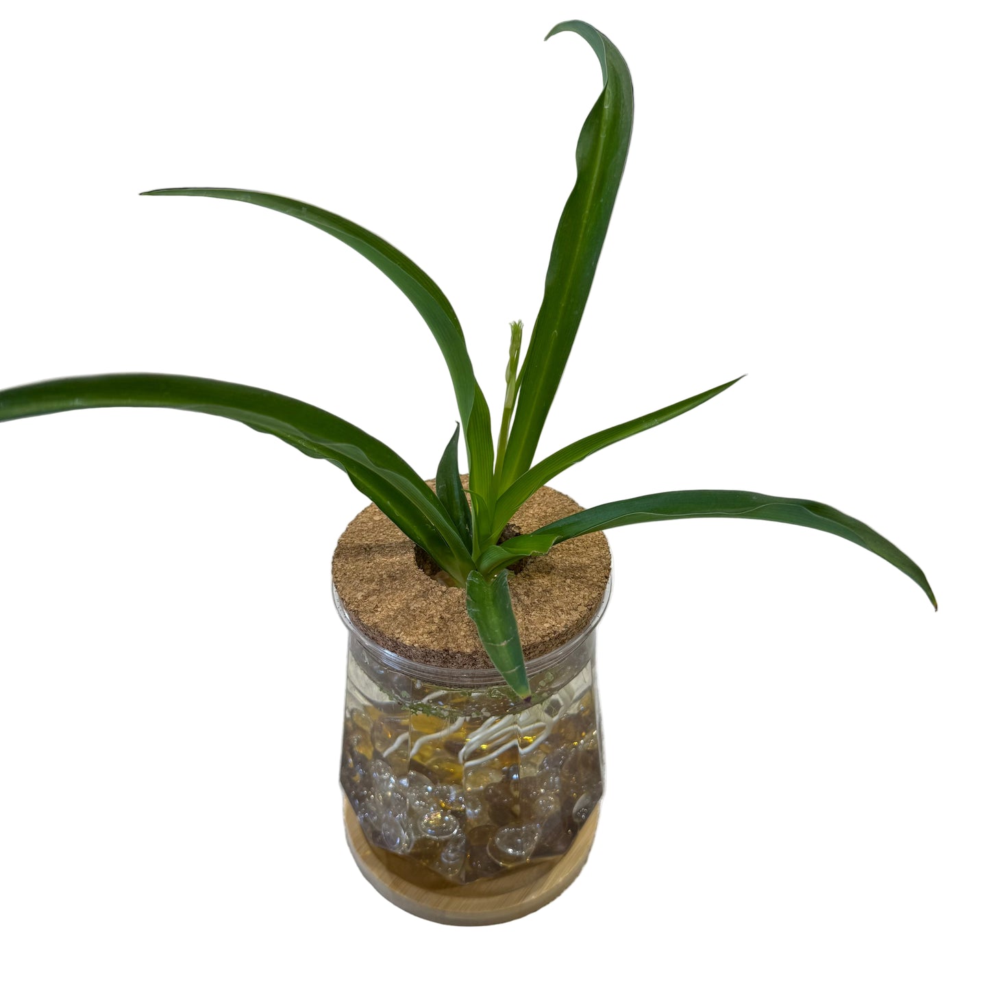 Plant in a Plastic Jar - 5" Tall - Large - #32438