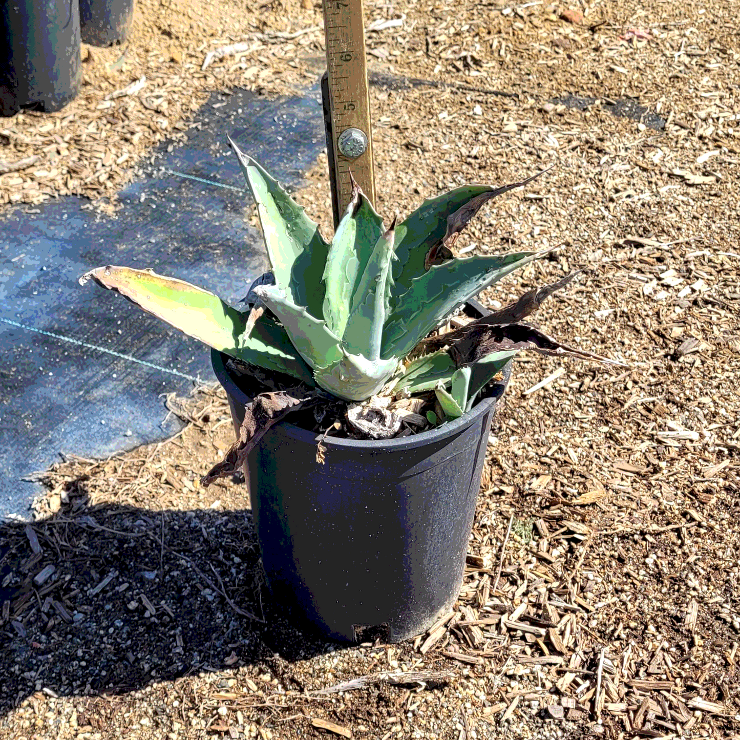 Century Plant Agave - 1 Gallon - #6232