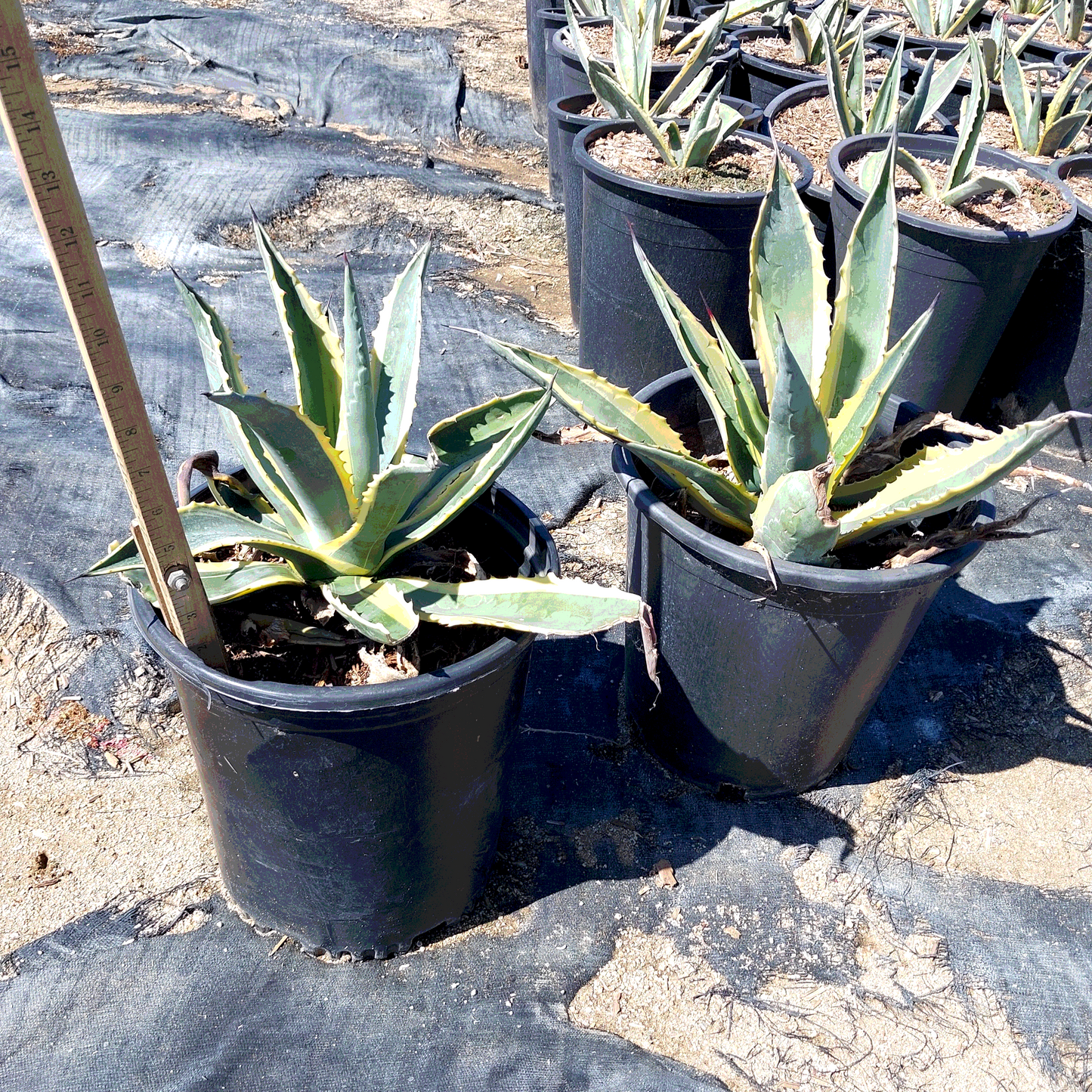 Century Plant Agave - 5 Gallon - #20285