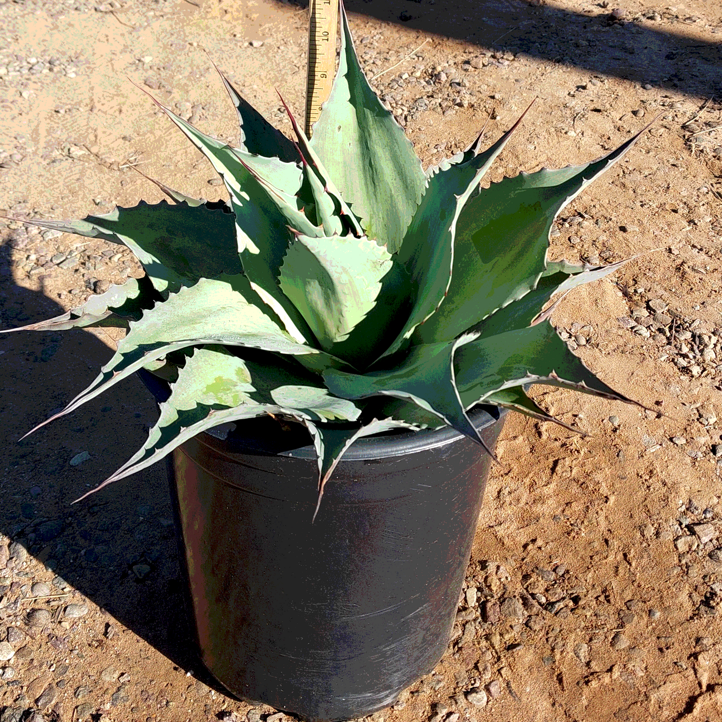 Whale's Tongue Agave - 5 Gallon - #19393