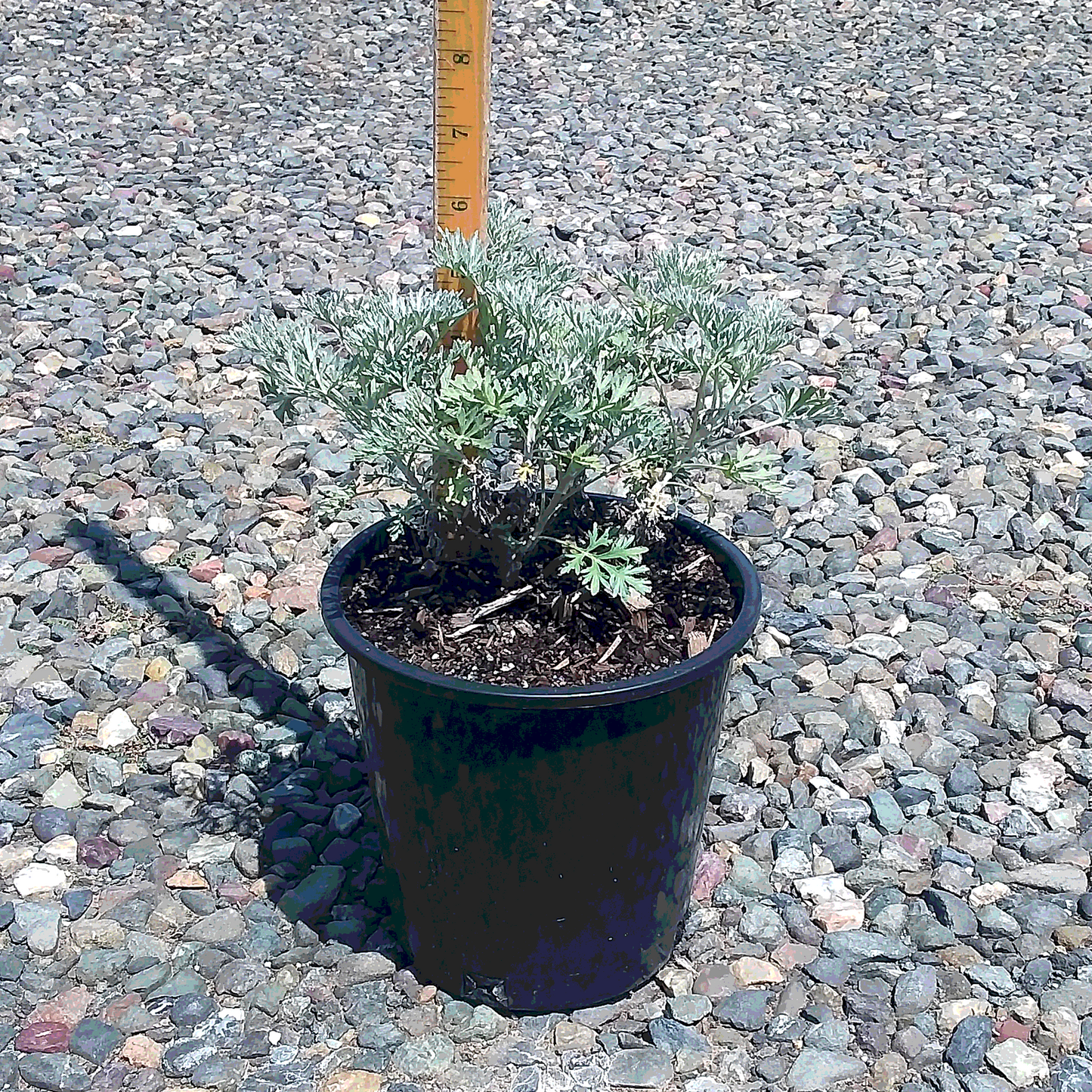 Powis Castle Wormwood - 1 Gallon - #28979