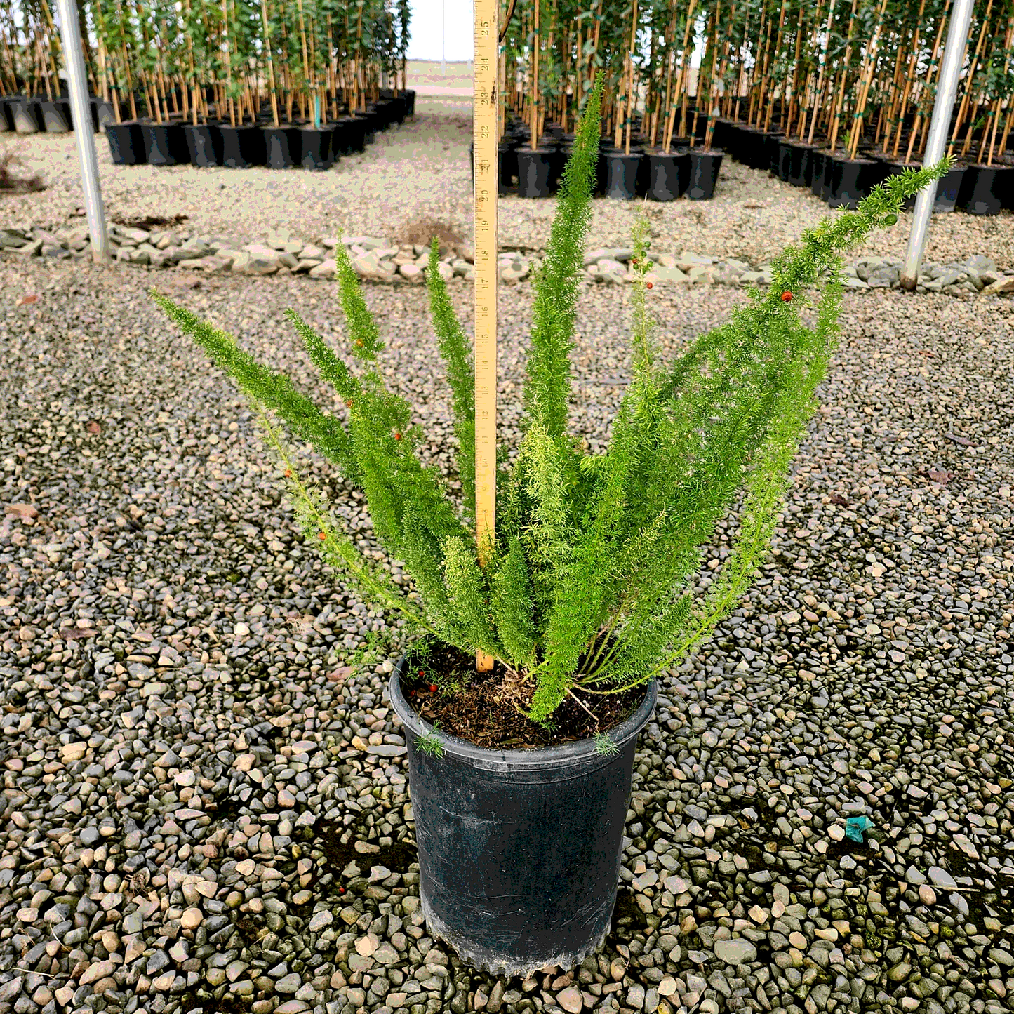 Myers Foxtail Fern - 5 Gallon - #3709