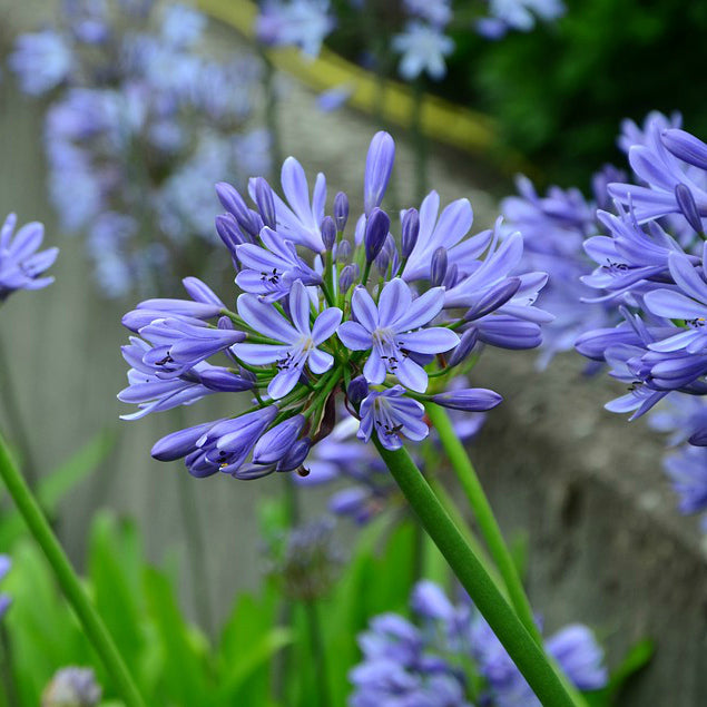 Dwarf Blue Lily of the Nile - 5 Gallon - #490