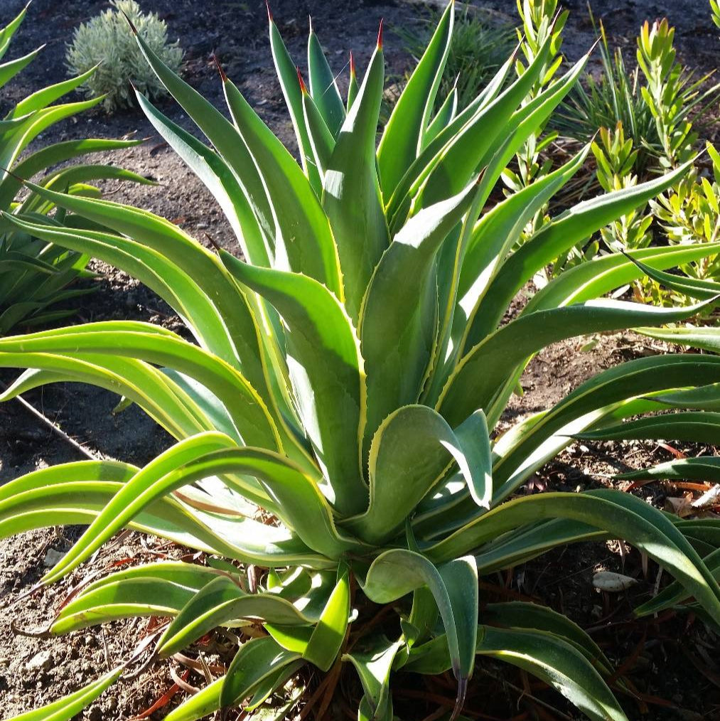 Agave 'Variegated Smooth' - 1 Gallon - #31600