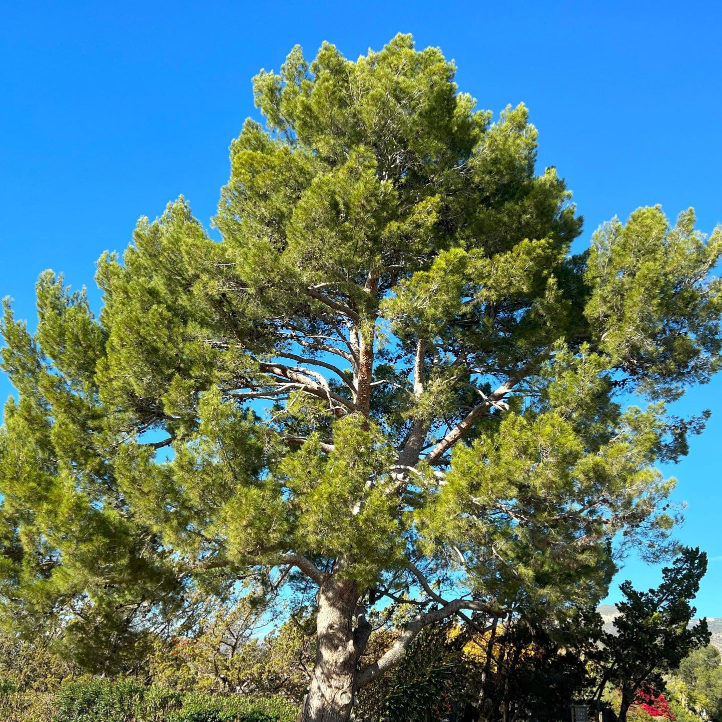 Pine Aleppo - 1 Gallon - #25229