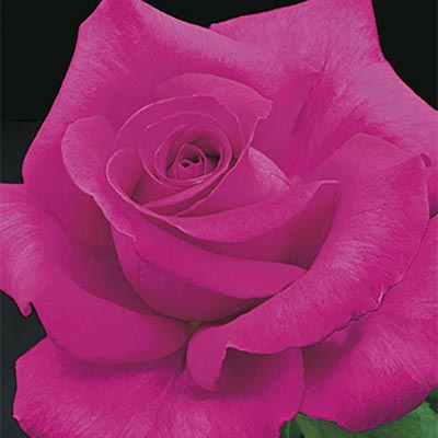 Rose All My Loving - Hybrid Tea - TNP - #27473