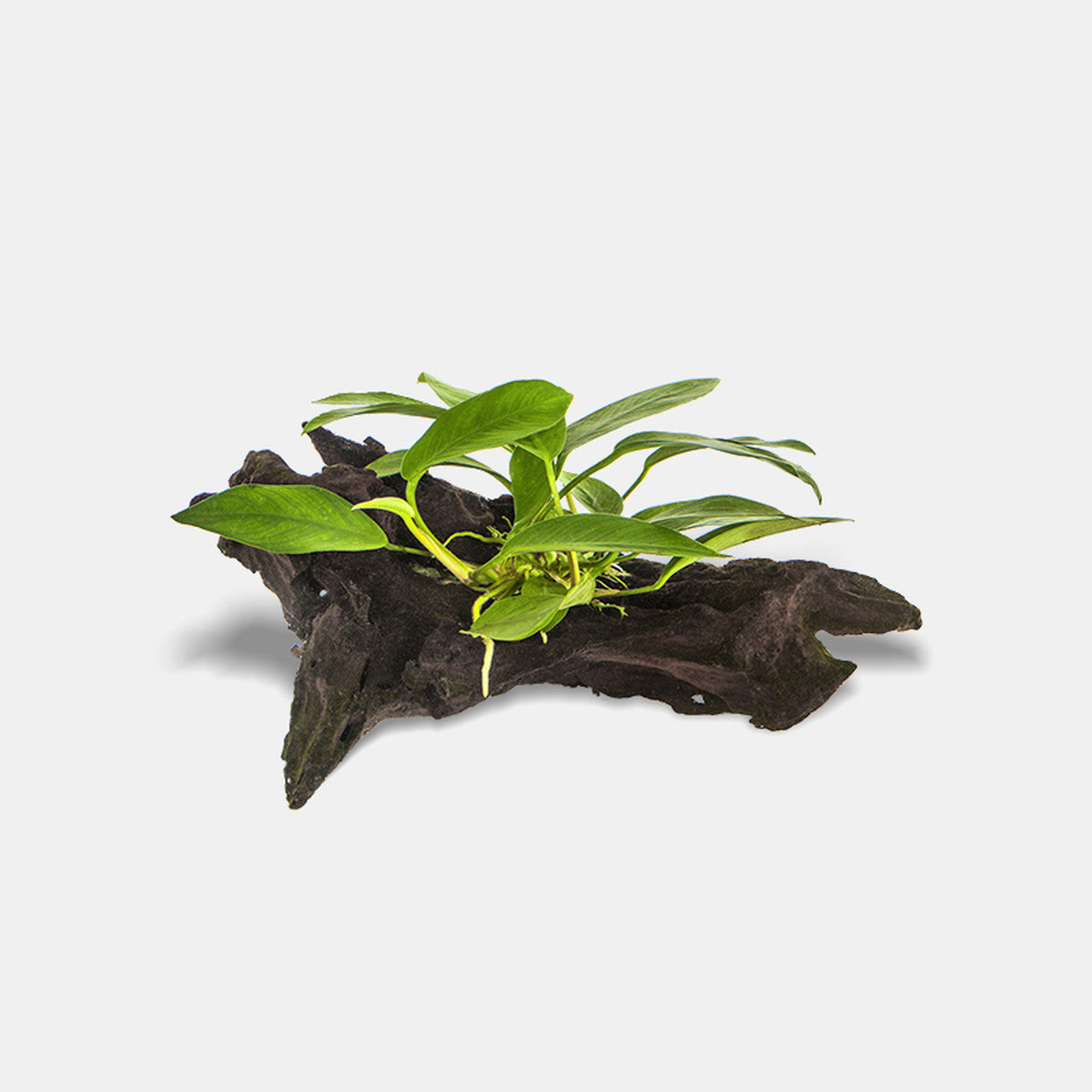 Aquatic Plants Potted in Wood - G&H Goldfish - #32322