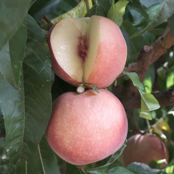 Peach 'Arctic Supreme White' - Grow Bag - #29754