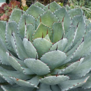 Artichoke Agave - 1 Gallon - #25975