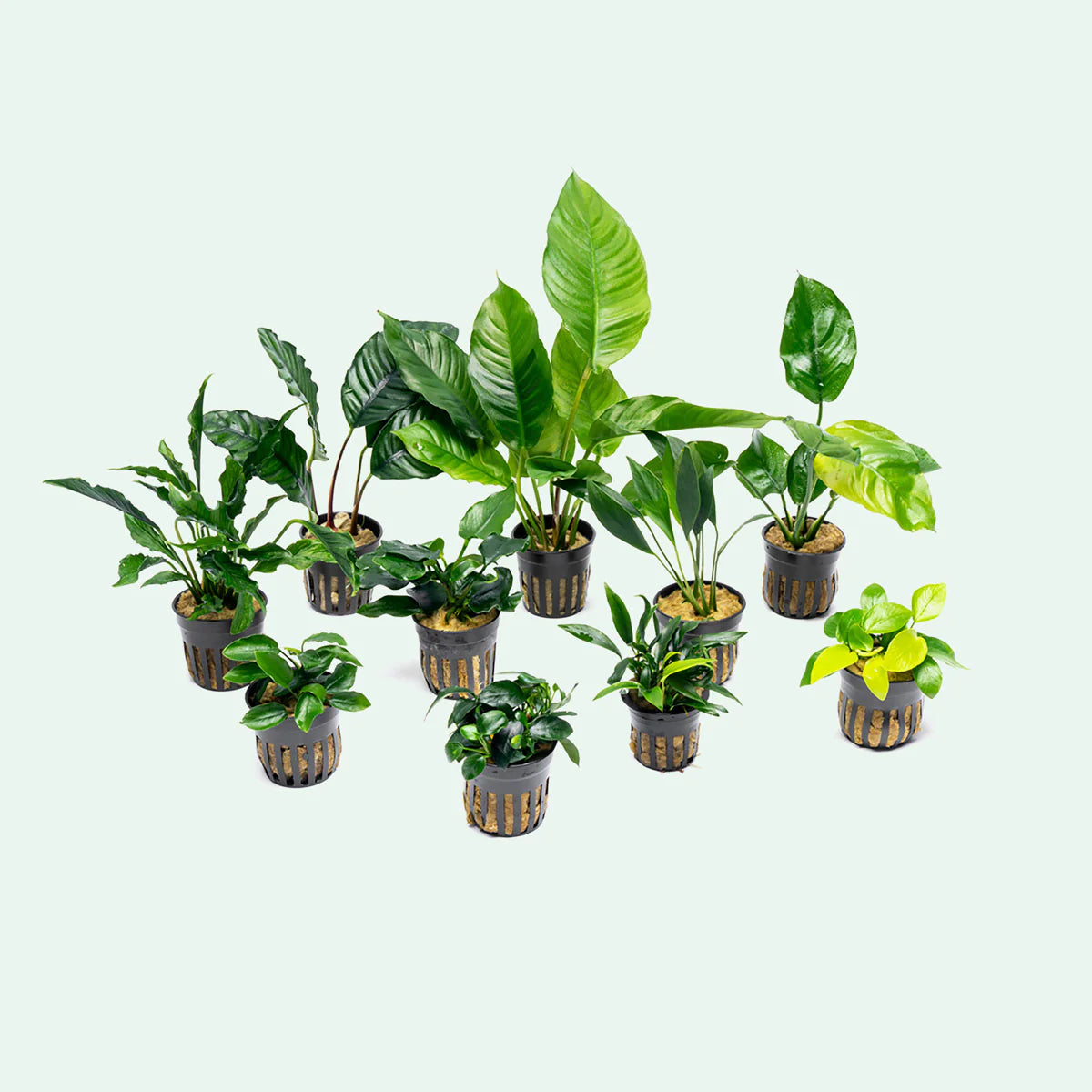 Aquatic Plants Assorted - Potted - G&H Goldfish - #31342