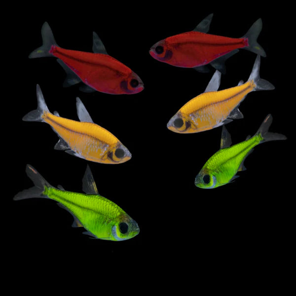 GloFish® Assorted Tetra - #31390