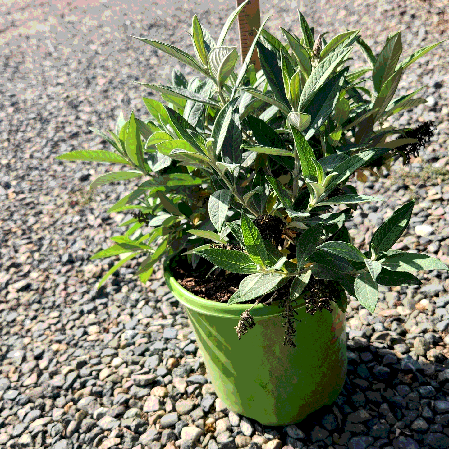Butterfly Candy Lil' Lavender Butterfly Bush - 8" - #32935