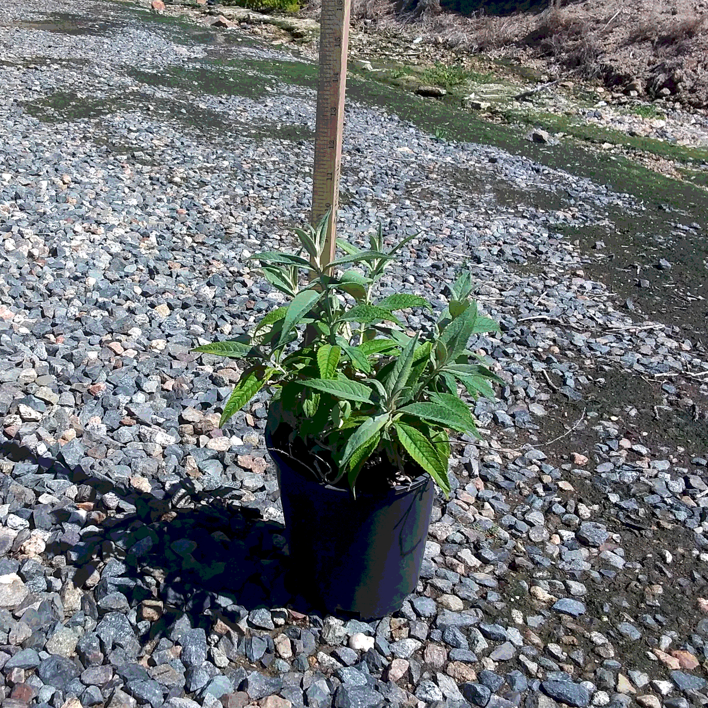Butterfly Bush 'Ivory Buzz' - #32071
