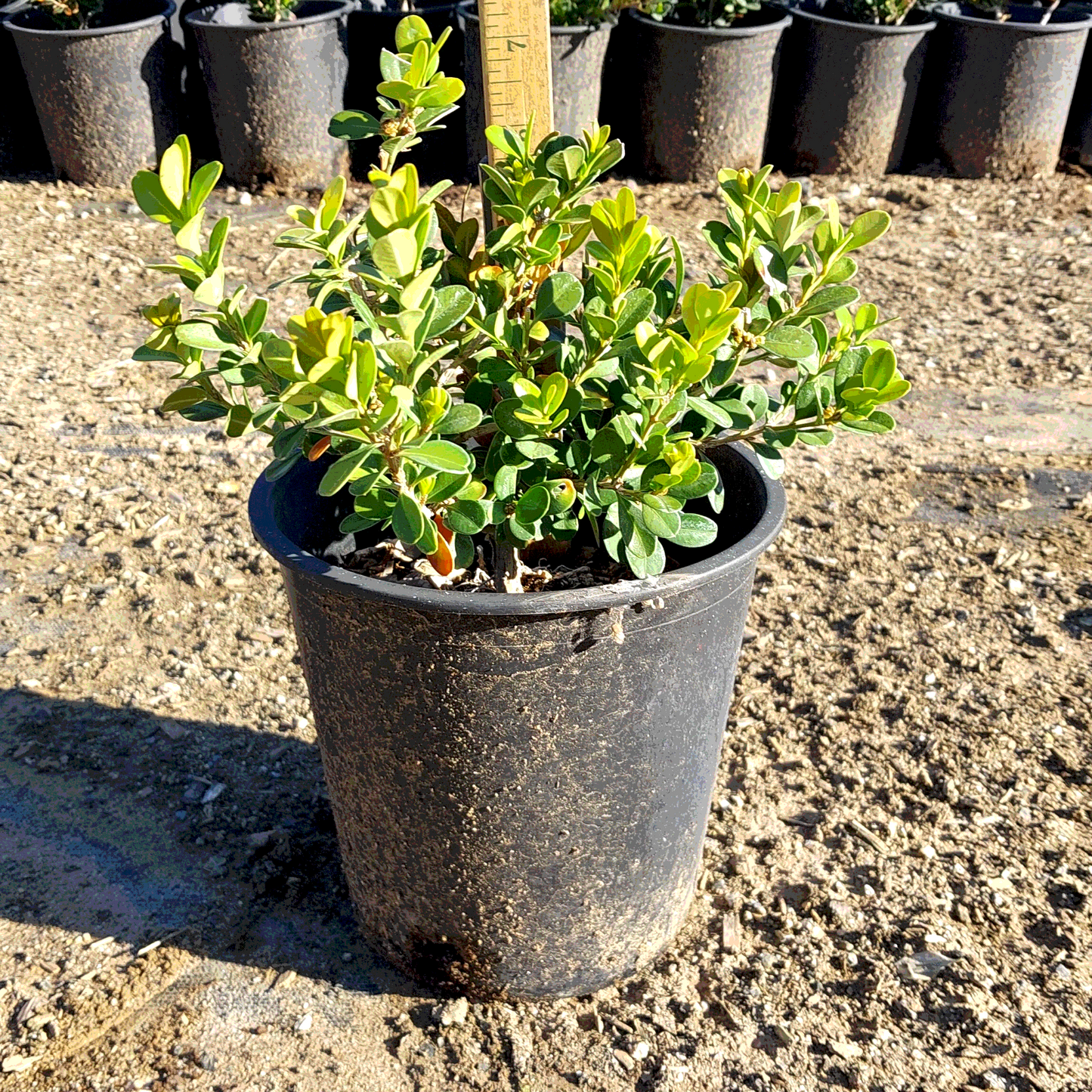 Green Beauty Boxwood - 1 Gallon - #28903