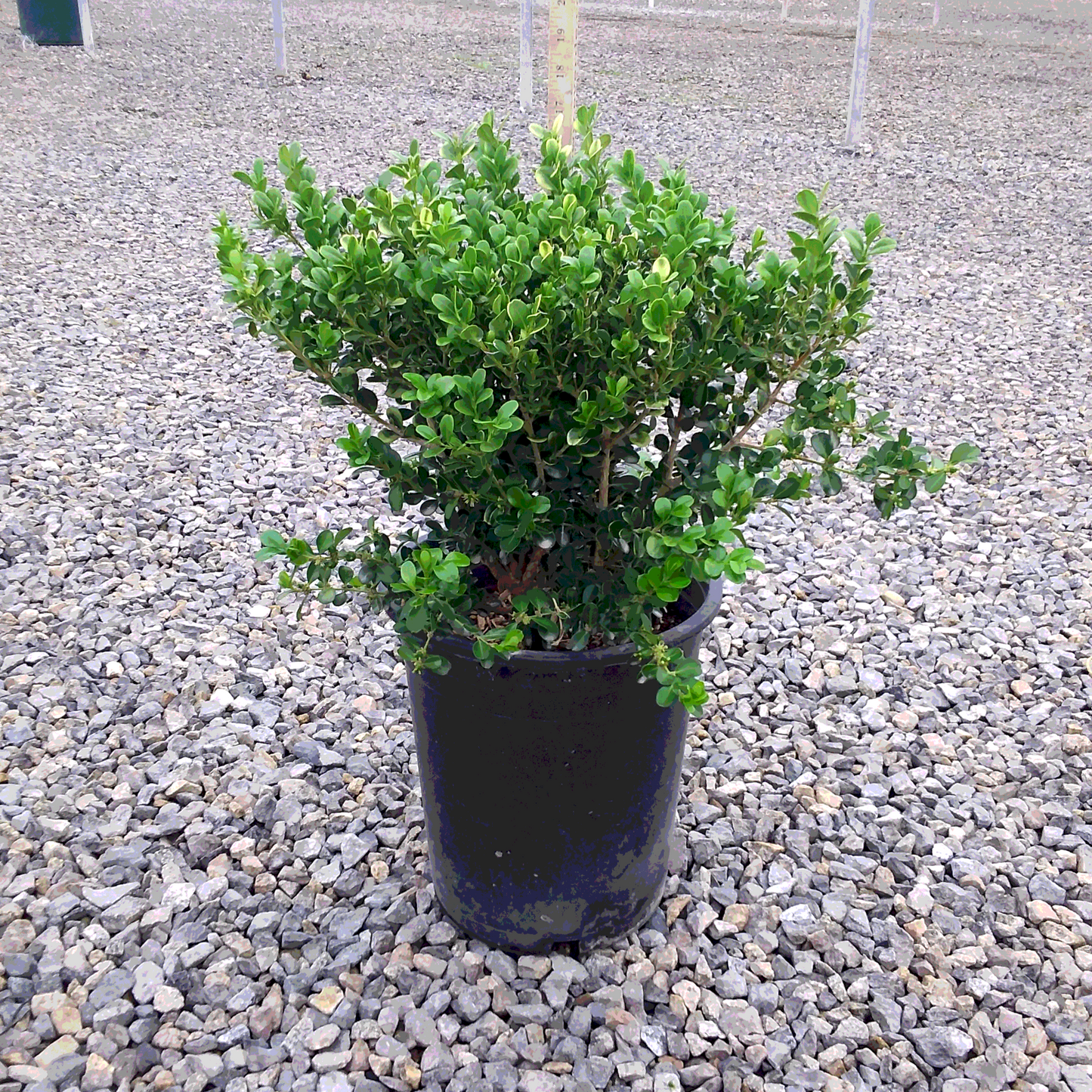 Boxwood 'Japanese' - 5 Gallon - #1349