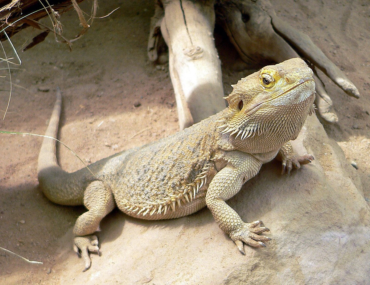 Bearded Dragon - Female - Adult - #28539