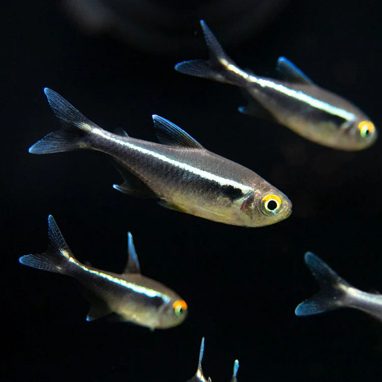Neon Tetra Fish - #31177
