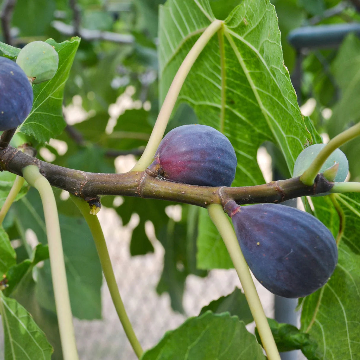 Black Mission Fig - 15 Gallon - #31684