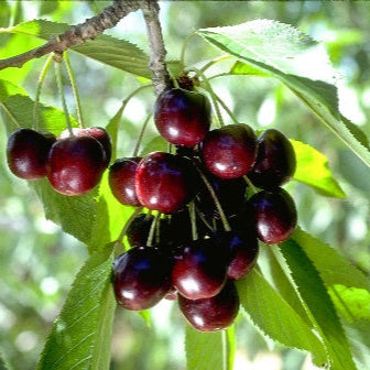Black Tartarian Cherry - 5 Gallon - #2807