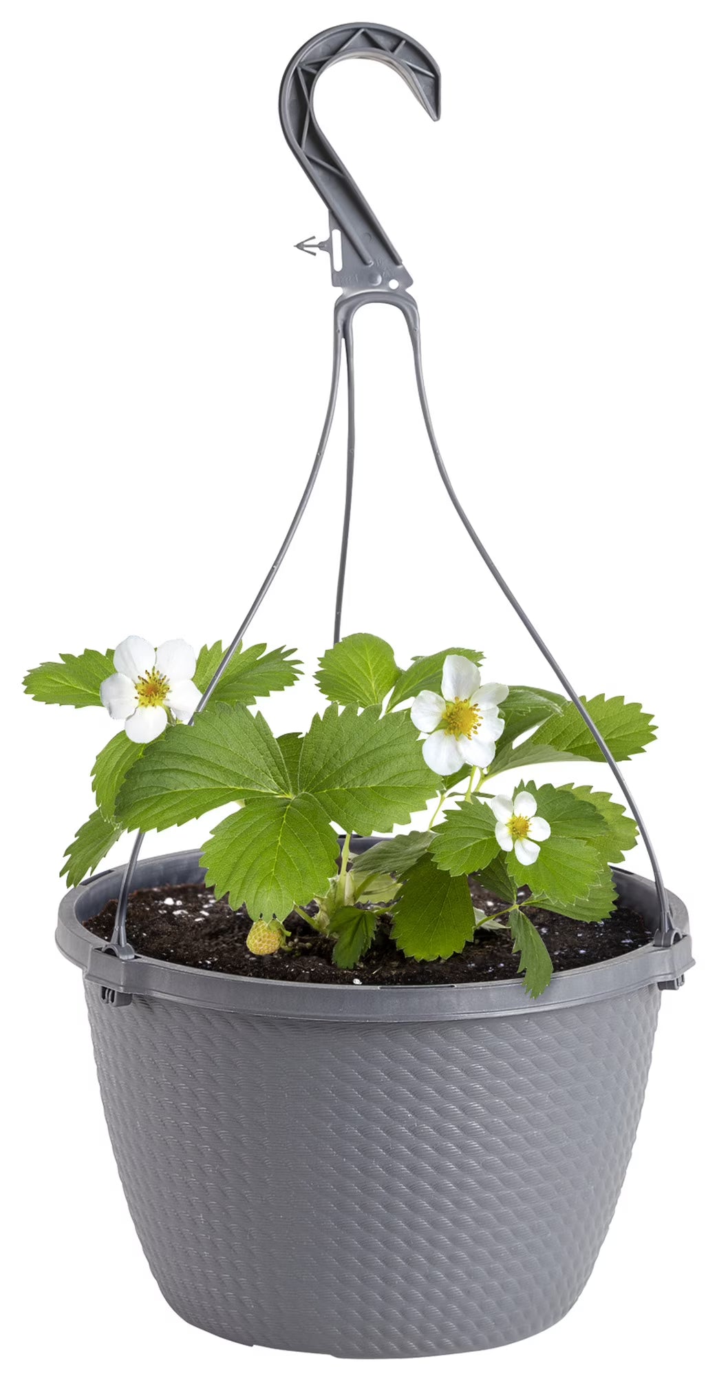 Bonnie Basket - 10" Basket - #22203