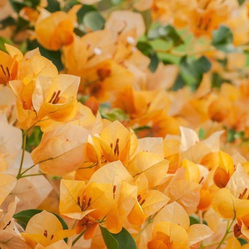 Gold Bougainvillea - Staked - 5 Gallon - #32819