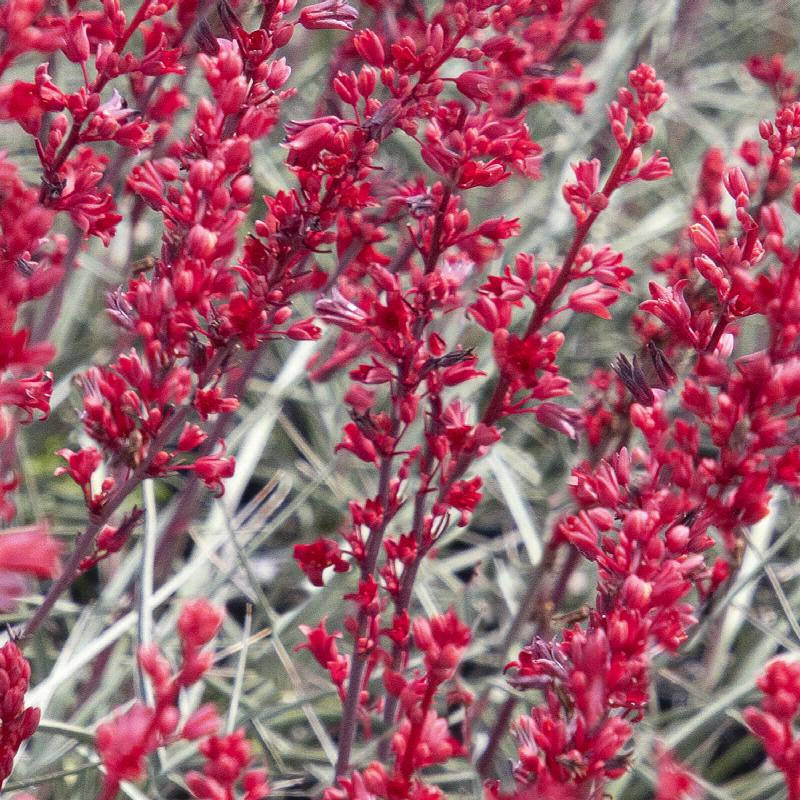 Yucca 'Red Brakelights' - 3 Gallon - #18204