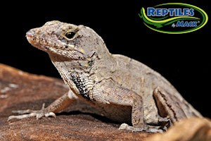 Brown Anole - #28294