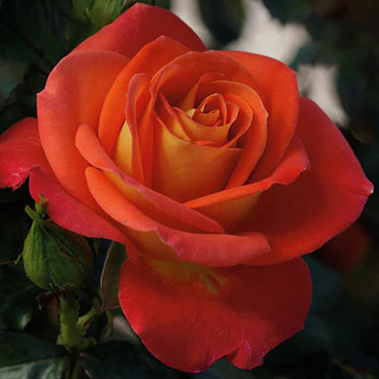 Rose Burst Of Joy - Floribunda - TNP - #25682