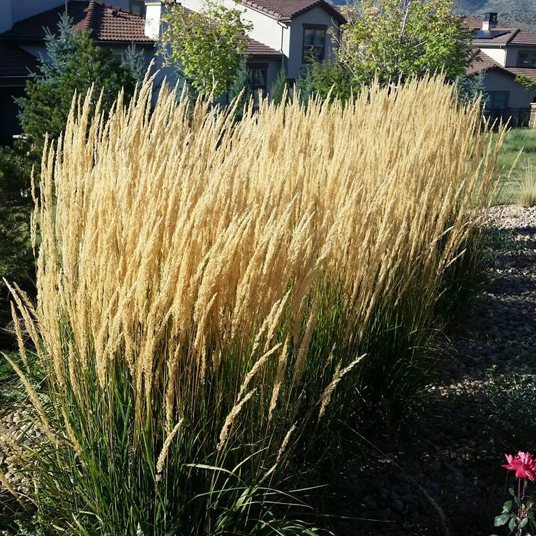 Grass 'Feather Reed Karl Foerster' - 5 Gallon - #32259