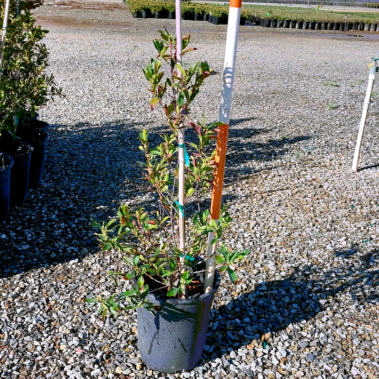Carolina Cherry 'Laurel Compact' - 5 Gallon - #20051