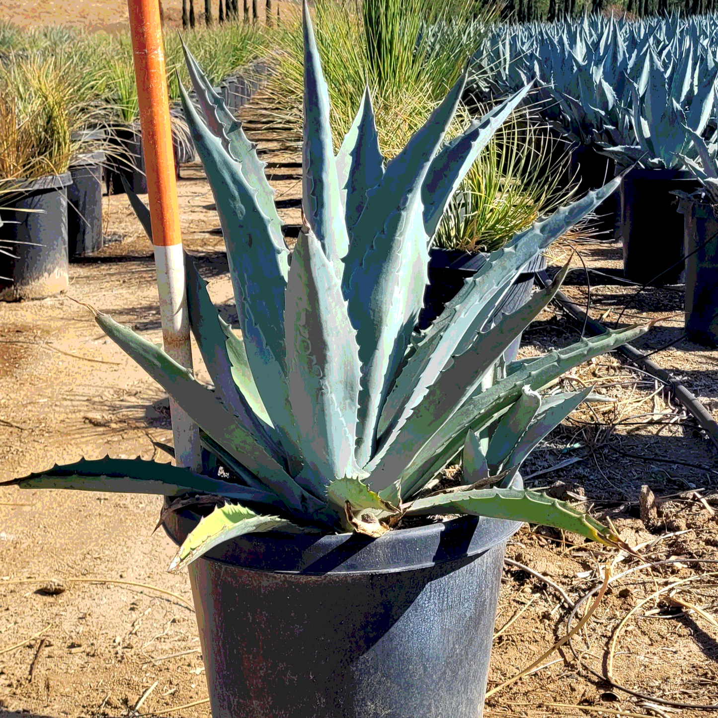 Agave 'Century Plant' - 15 Gallon - #6352 - Special Order