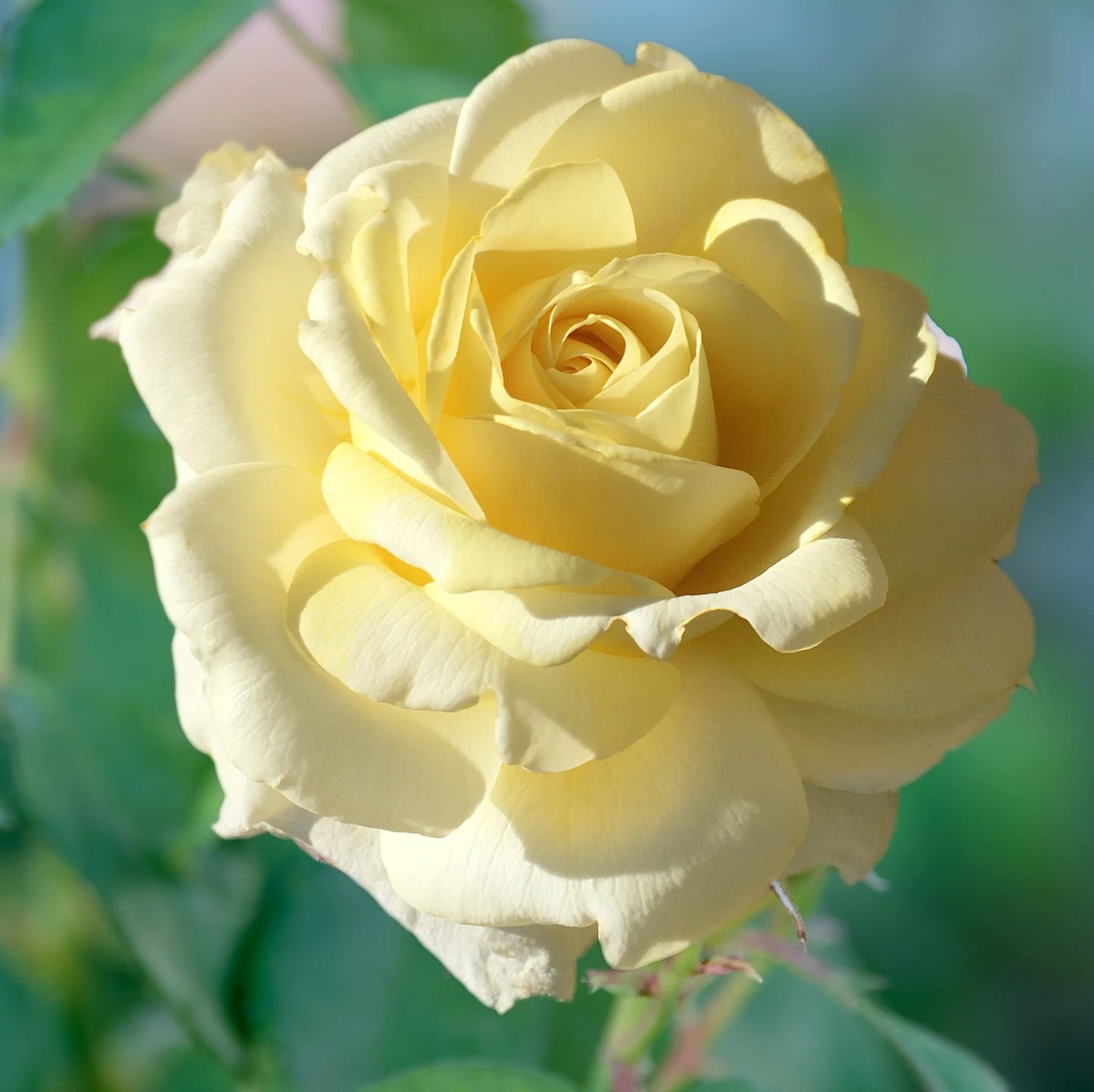 Rose Chantilly Cream - Hybrid Tea - TNP - #27808