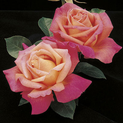 Rose Chicago Peace - Hybrid Tea - TNP - #27453