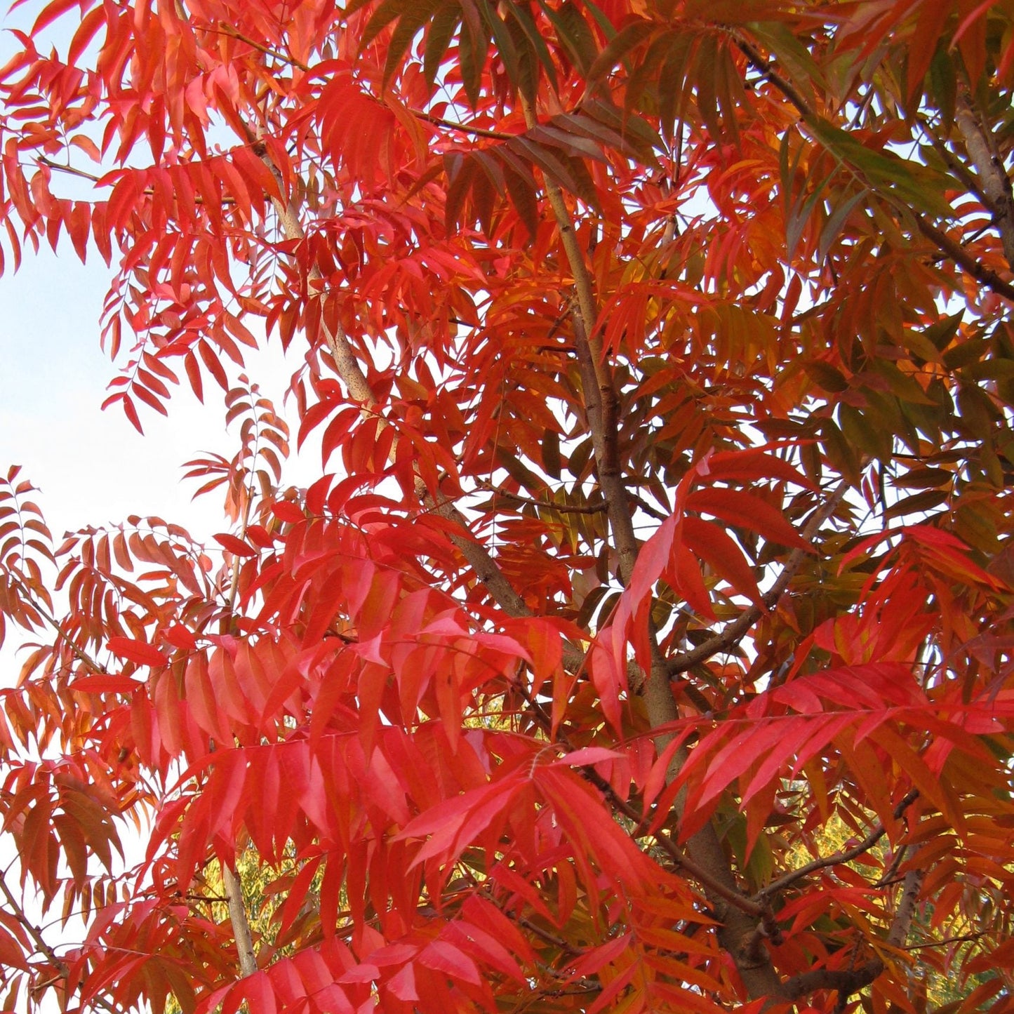 Red Push Pistache Chinese - 15 Gallon - #12068