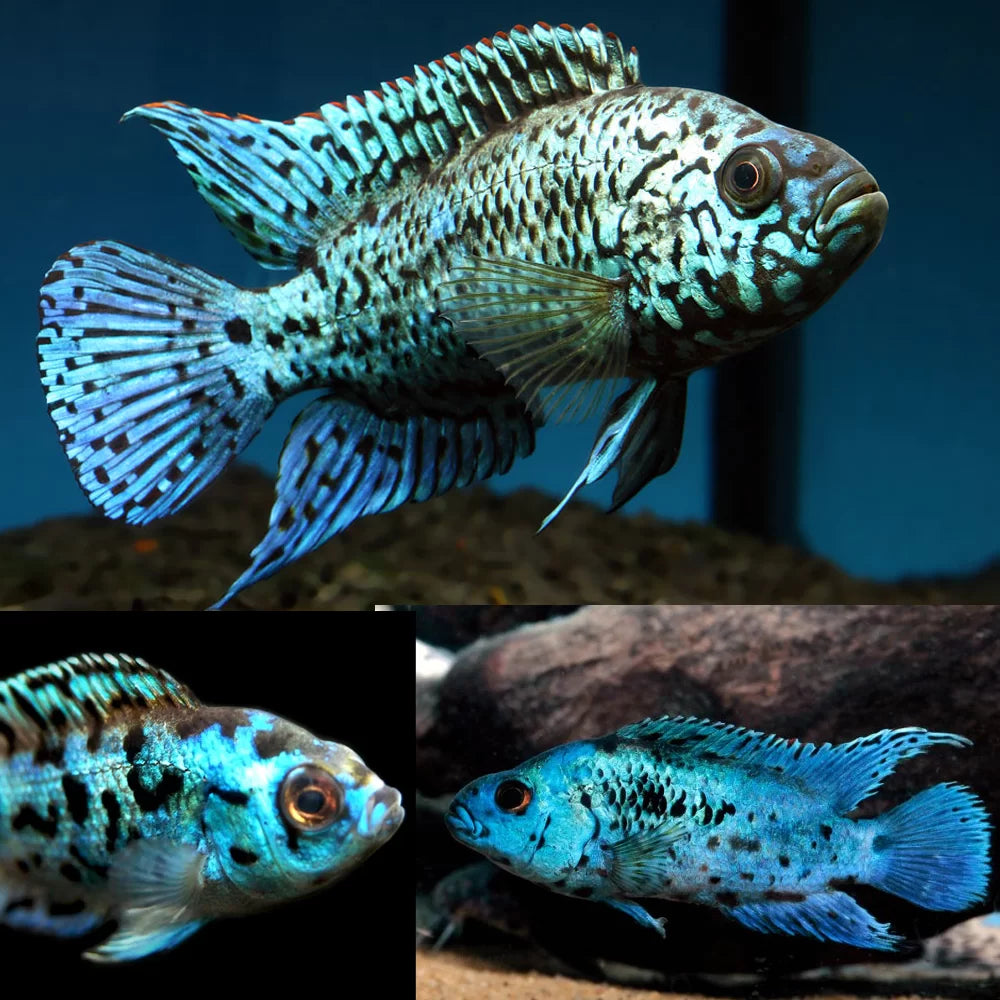Electric Blue Jack Dempsey Cichlid Fish - #31335