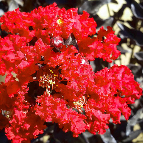 Crape Myrtle 'Red Hot' - 2 Gallon - #26733