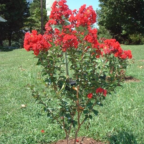 Dwarf Red Crape Myrtle - MLT - 5 Gallon - #20503