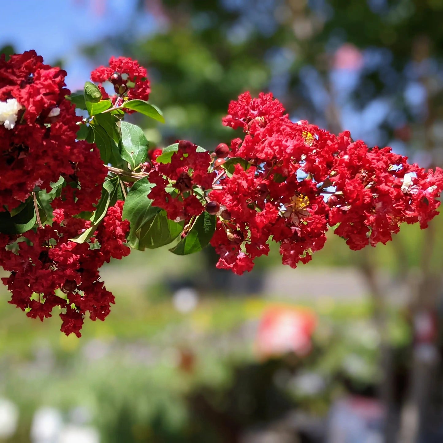 Dynamite Red Crape Myrtle - Single Trunk - 24" Box - #32817