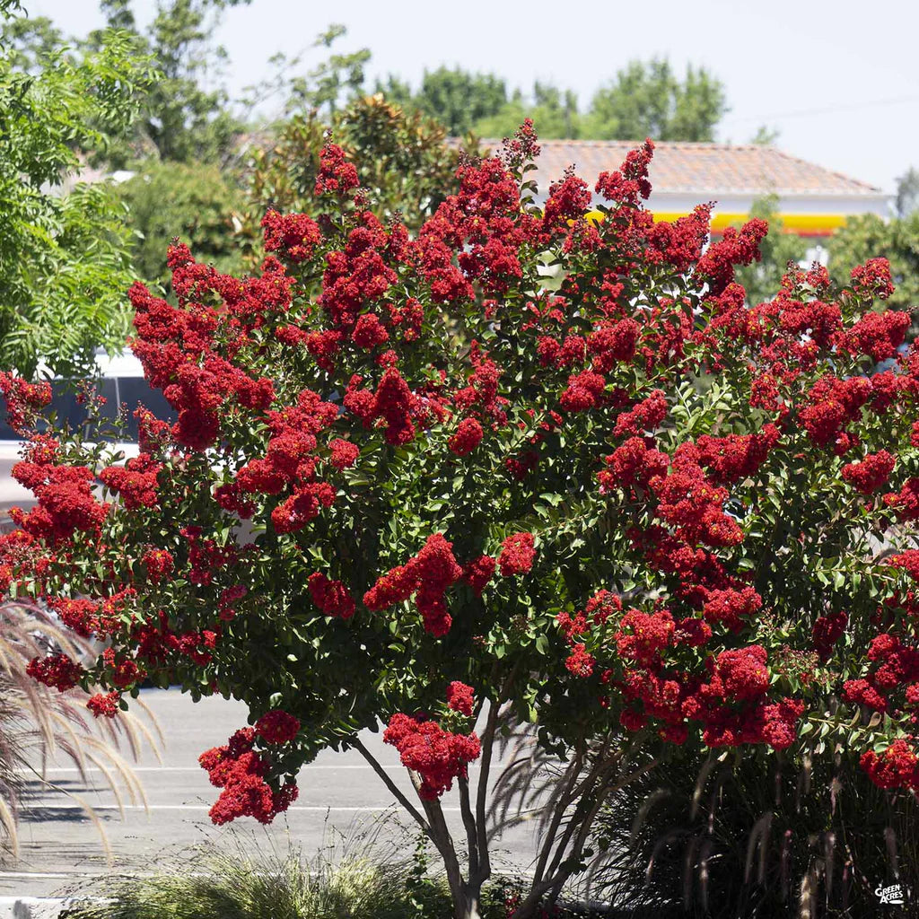 Crape Myrtle 'Cherokee Red' MLT - 5 Gallon - #27659