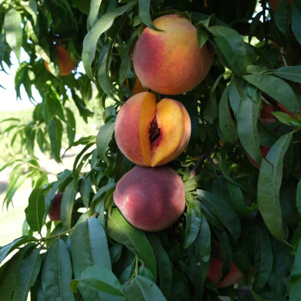 Peach 'Crest Haven' - Grow Bag - #31696